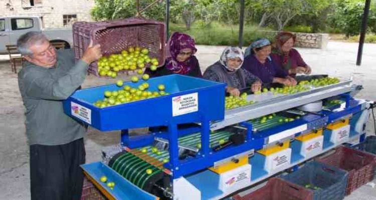 Mut'taki erik üreticisine boylama makinesi desteği