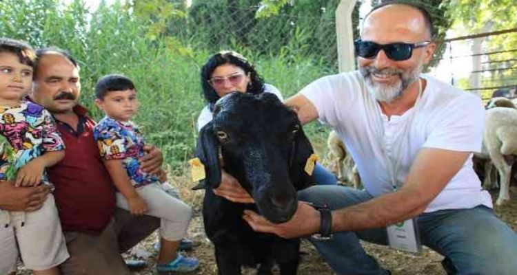 Denize atlayan keçi 'Ferdinand'a arkadaş olacak