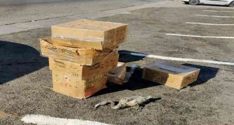 Flamingoları para için telef eden 3 kişiye 322 bin TL ceza kesildi