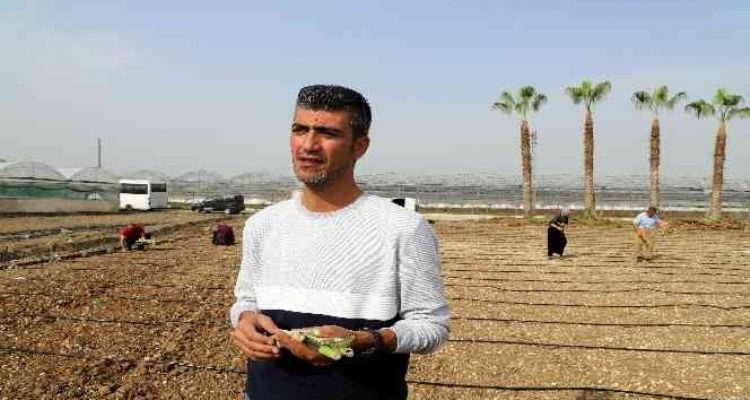 Akdenizli üreticiler ‘maralfalfa’ ile tanıştı