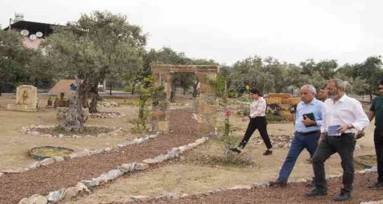 Tarsus'ta 'Zeytin Gen Koruma Alanı' açılıyor