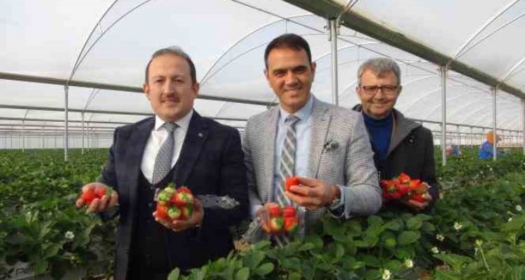 Vali Pehlivan, işçilerle birlikte hasat yaptı
