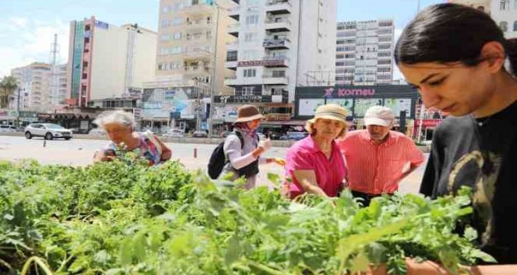 Mezitli Belediyesinden vatandaşlara sebze fidesi