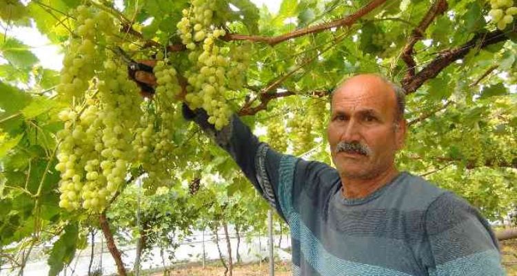 Mersin'den Dubai ve Rusya'ya üzüm