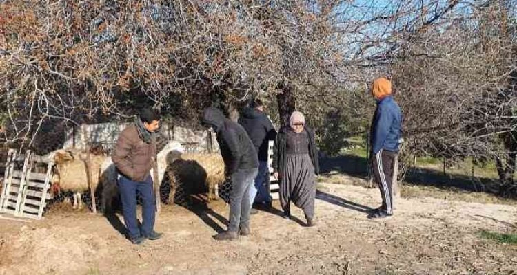 Mersin'de köpekler, 1 koyun ve 4 kuzuyu telef etti