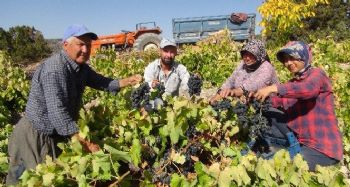 Mersin'de bin 400 rakımda sofralık üzüm hasadı başladı