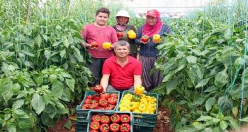 Paprika biberi kilosu 13 liradan hasat edildi