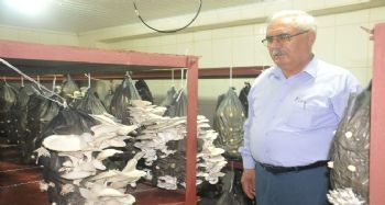 Mantar yetiştiriciliği kursunda istiridye mantarı hasadı yapıldı
