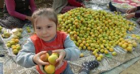 TÜRKİYE'NİN İLK KAYISI HASADI MERSİN'DE YAPILDI