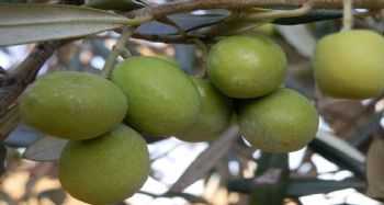 Mut'ta zeytin hasadı başladı