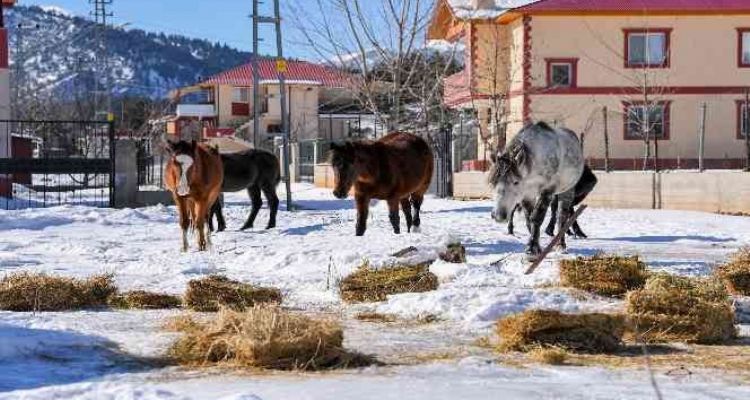 Mersin'de yılkı atları ve köpekler için doğaya yem bırakıldı