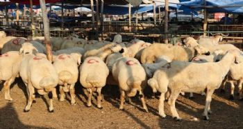 Toroslar'da kurban satış ve kesim yerleri bayrama hazır