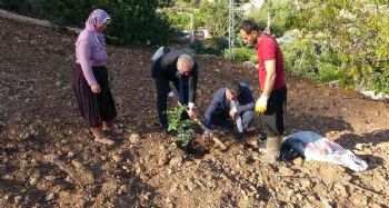 Şifa kaynağı olacak keçiboynuzu fidanları toprakla buluştu