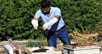 1 milyondan fazla arısı zehirlendi, ”Hepsini çalsalar canım bu kadar yanmazdı”