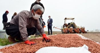 Tarsus'ta yerli tohum üretimi yaygınlaştırılıyor