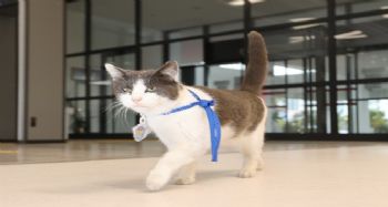 Sevimli kedi belediyenin maskotu oldu