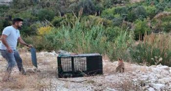 30 tavuğu telef eden tilkiyi yakaladı, karnını doyurup tekrar doğaya saldı