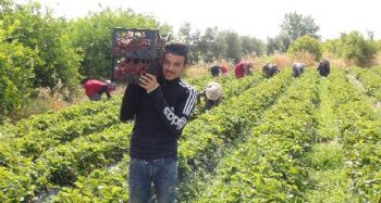 Çilekte hasat sonuna yaklaşıldı üreticinin yüzü güldü