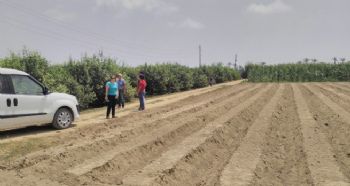 MERSİN’İN ÇİLEK ÜRETİMİNDE SLOGANI: TEMİZ FİDE, TEMİZ TOPRAK