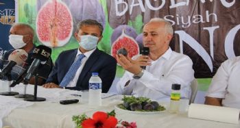 Türkiye’nin ilk ‘siyah incir’ hasadı Mersin Bağlarbaşı’nda yapılıyor
