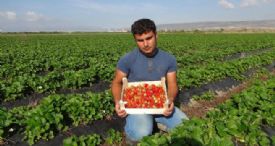 AÇIKTA ÇİLEK HASADI BAŞLADI