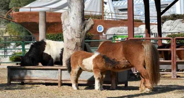 Tarsus Doğa Park yeni yavrularla güzelleşiyor