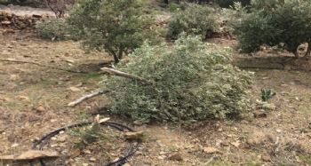 Silifke'de 30 zeytin ağacı dibinden kesildi