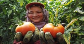 İHRACATLIK DOMATES YÜZLERİ GÜLDÜRÜYOR