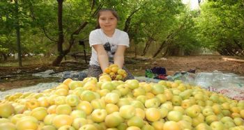 Sezonun ilk kayısı hasadı Silifke'de yapıldı