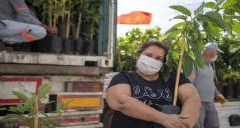 Mersin Büyükşehir Belediyesinden üreticilere 3 bin 250 avokado fidanı