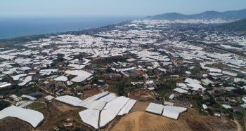 SERAKENT: ANAMUR