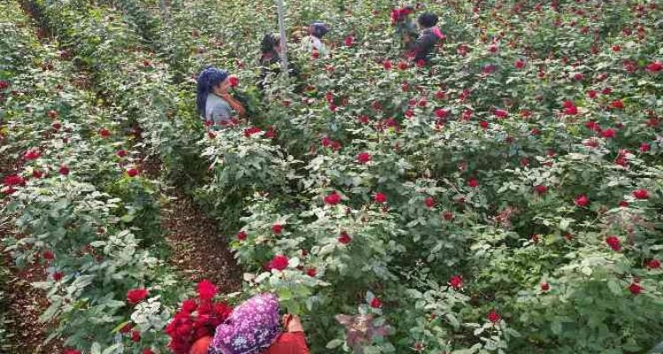 Türkiye'nin kış gülü Mersin'den: Üreticiler şimdi de ihracata hazırlanıyor