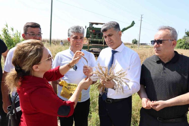 Mersin’de yerli buğdayın hasadı gerçekleştirildi