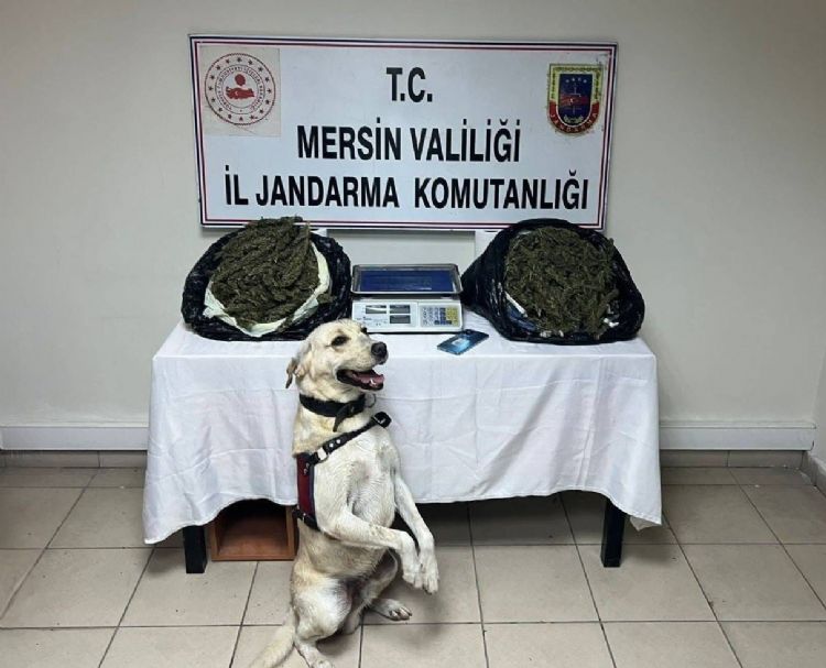Jandarma 3 adrese baskın yaptı, 14 kilo esrar ele geçirdi