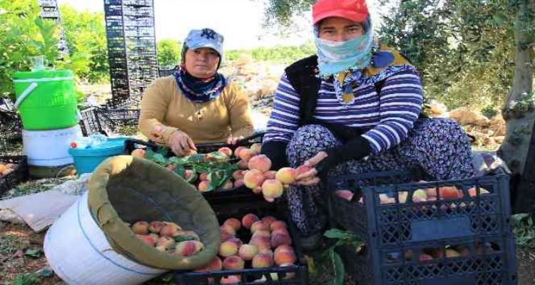 Erkenci şeftali üreticisinin yüzünü güldürdü