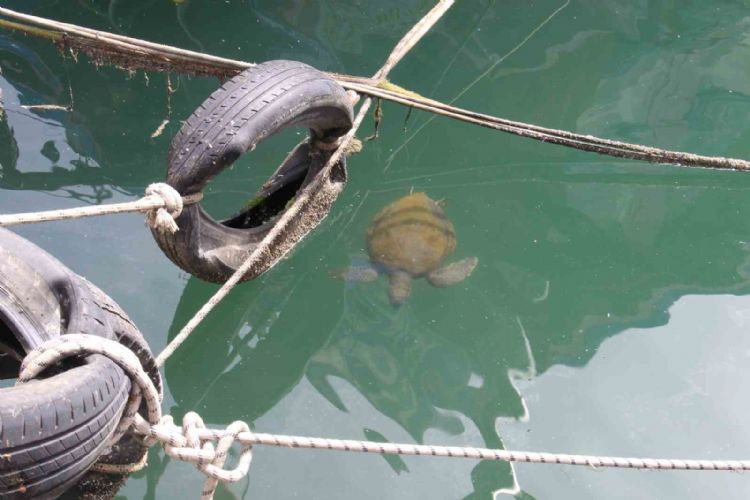 Vatandaşlar tarafından beslenen deniz kaplumbağaları balıkçı barınağını mesken edindi