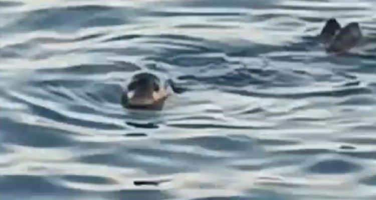 Akdeniz foku kıyıya yakın noktada kendini gösterdi