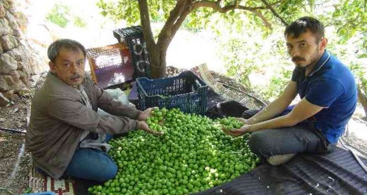 Mersin’de açıkta erik hasadı başladı
