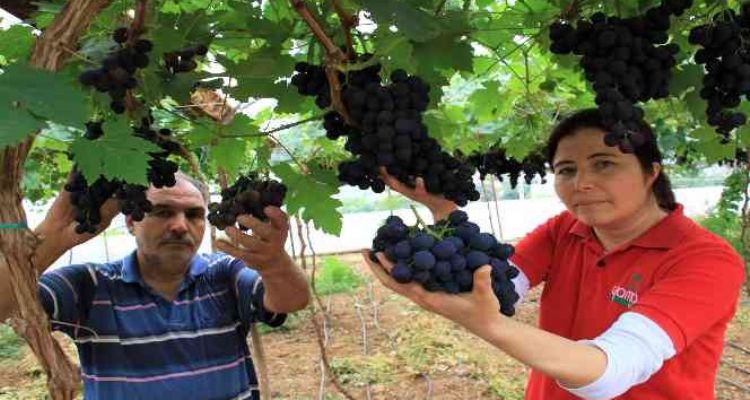 Turfanda siyah incide hasat zamanı... İlk talep turizm bölgelerinden