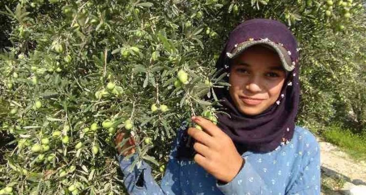 Yılın ilk zeytin hasadı Silifke'de başladı