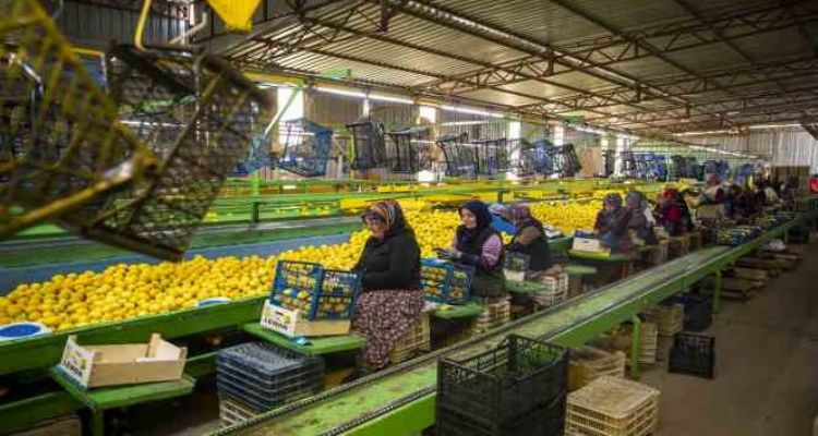 Mersin'den deprem bölgesine 160 ton narenciye ürünü gönderildi