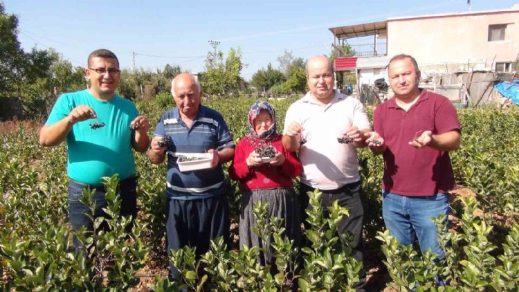 İhracata giden "aronya" süper meyvenin ilk hasadı yapıldı