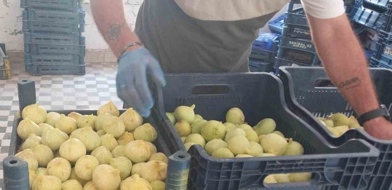 Mersin’de beyaz incirde ’yok yılı’: Rekoltenin 90 bin tondan 30 bin tona düşmesi bekleniyor