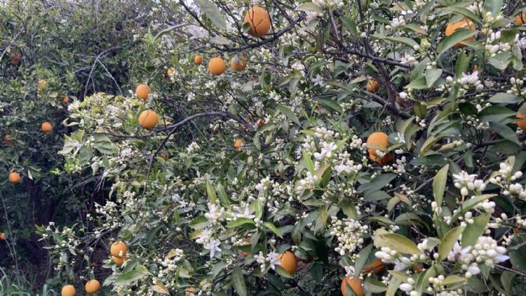 Mersin portakal kokmaya başladı: Dalında kalan ürünler toplanmadan çiçekler açtı