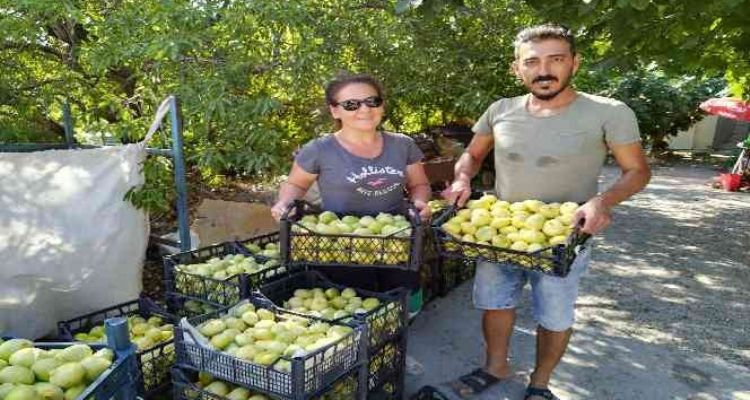Silifke inciri Dubai ve Katar'a ihraç ediliyor