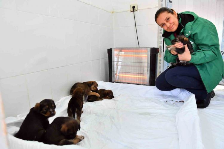 Mersin’de patili dostlar güvende