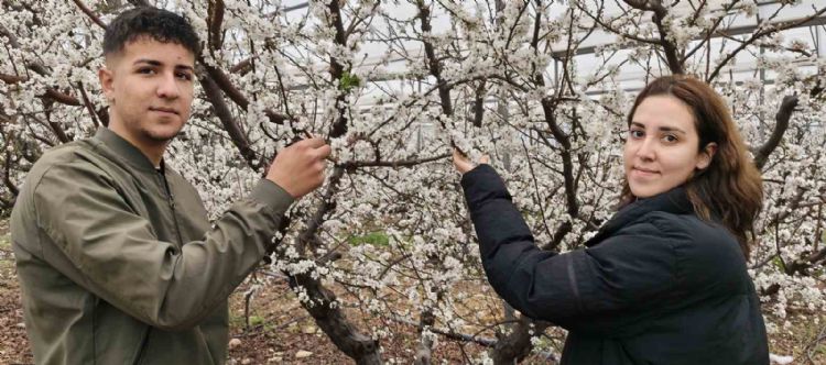 Türkiye karla kaplıyken Silifke’de erik ağaçları çiçek açtı