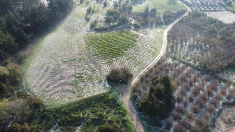 Mersin’de misket büyüklüğünde dolu etkili oldu: Orman ve bahçeler beyaza büründü