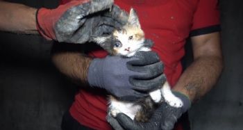 İtfaiyeden 4 saat süren yavru kedi kurtarma operasyonu