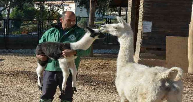 Sevimli minik lama, Tarsus Doğa Parkında hayata ‘merhaba' dedi